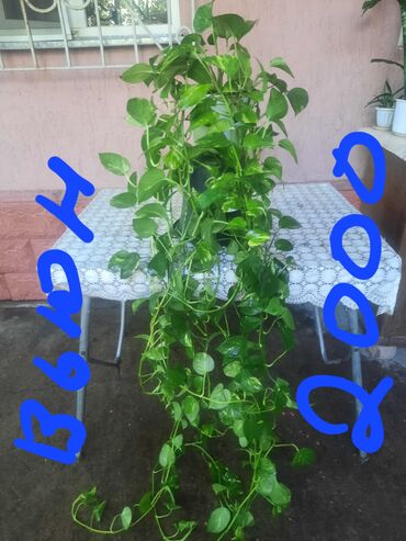 Алоэ: Алоэ at lalafo.kg — 12 Алоэ: Алоэ — 12