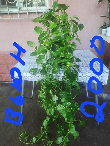 Замиокулькас (Долларовое дерево): Замиакулькас и др. цветы. район восток-5 — 15