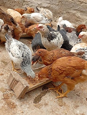 bulbul quşu satışı: Sağlam və baxımlı cücələr satılır . 2 aylıqdır. Kənd şəraitində — 2