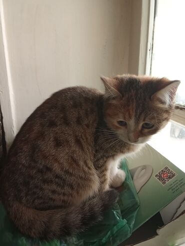 Pişiklər: Şotland uzun tüklü, Yaxşı əllərə, Ünvandan götürmə, Pulsuz çatdırılma, Ödənişli çatdırılma — 14