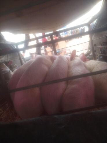 вьетнамские свиньи: Продаю | Поросенок | Ландрас