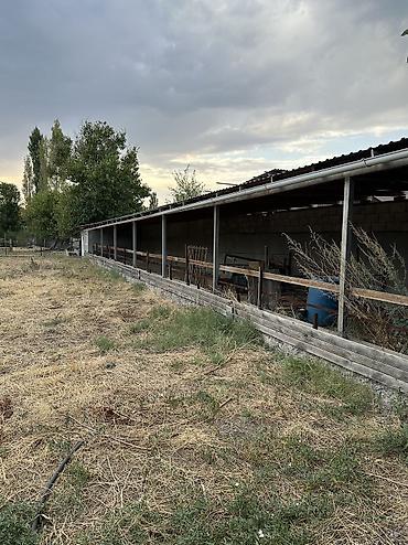 Продажа коттеджей и домов: Торг имеется! 16 соток Большой сарай для скота Дом с большой — 14