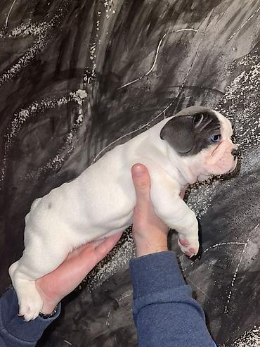 Psi: Francuski bulldog štene, jedinstven merle šare. Kompaktno, snažno — 12