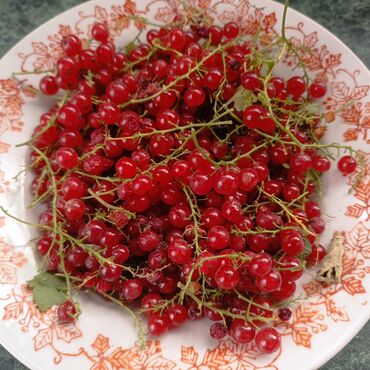 купить саженцы ели оптом: Уруктар жана көчөттөр Карагат, Өзү алып кетүү