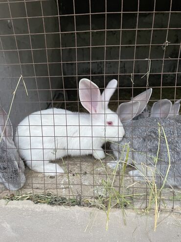 купить кроликов в бишкеке: Продаю | Крольчата | Фландр