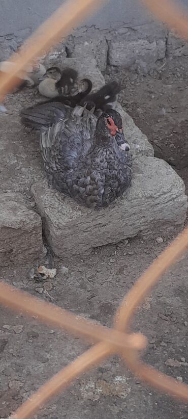 Salam erkey öredek barter olunur ancaq toyuqla qiymetimə uyğun