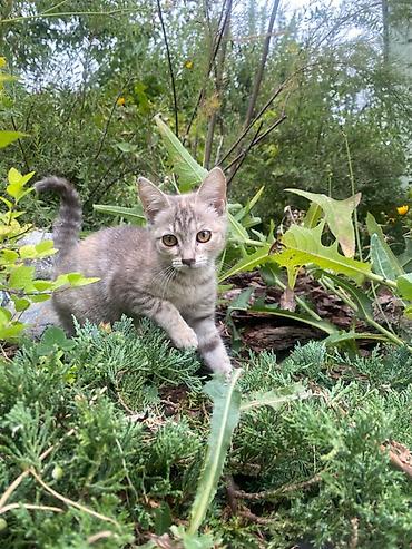 котята черные: 2 месяца, Девочка — 2