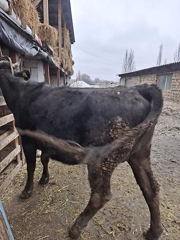 Коровы, быки: Продаю | Корова (самка), Тёлка — 1