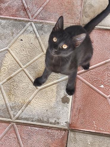 котята купить бесплатно: Sahibləndirilir bala pişiklər etibarlı əllərə verilir.qum mədəniyyəti — 3