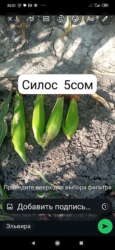 Продаю кукуруза 🌽 на силос 1кг 5сом с доставкой район КАРА Балта at lalafo.kg — 1 Продаю кукуруза 🌽 на силос 1кг 5сом с доставкой район КАРА Балта — 1