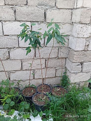 bitki dərmanları satışı: JASMIN ƏTİRLİ, VISTERIA, SEKAS, KALISTAMON, EVKALİPT SATIŞI 🌿🌸 — 10