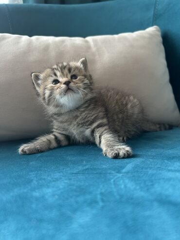 Pişiklər: Britan, Ünvandan götürmə — 9