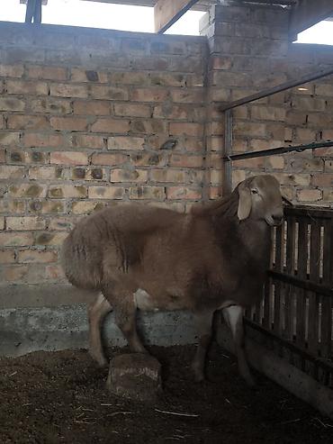 Баран, овца: Продаю | Ягненок, Баран (самец) | Арашан | Для разведения | Племенные — 8