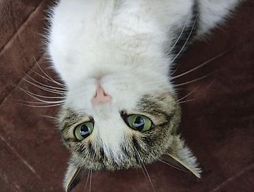 Домашняя кошка, короткошёрстная, окраc: бело-табби (белая грудь и