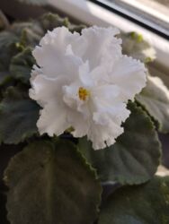 ураган для травы бишкек: Продаю фиалки есть детки