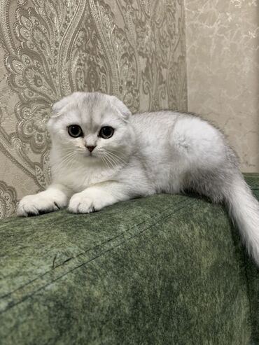 вислоухий кот купить: Шотландский вислоухий котенок с плюшевой шерстью серебристого окраса