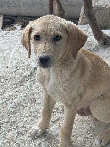 arbivir dermani: Labrador-retriver, 4 ay, Erkek, Peyvəndli, Pulsuz çatdırılma