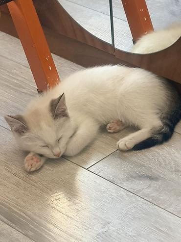 Мышыктар: Котёнок 2 месяца, мальчик, с голубыми глазами. Мы зовем его Сагындык 🤍 — 7