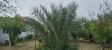 ana ari satisi 2026: Xurma palmı – dekorativ bağ bitkisi - Növ: Phoenix dactylifera (xurma — 5