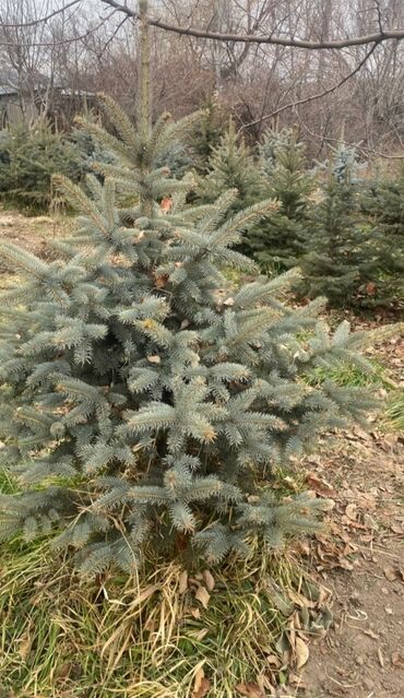 Декоративные деревья: Саженцы деревьев: Ели — 11