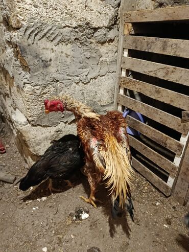 Xoruzlar: Xoruz, Heyratı, il: 1, Ödənişli çatdırılma — 8