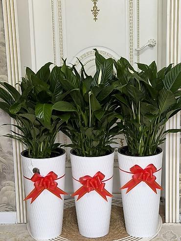Бөлмө өсүмдүктөрү: Спатифиллум в высоком декоративном кашпо - Пышные взрослые растения с — 1