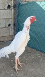 домик для собак: Heyratı O Shamo.Heyvan 3 İllikdir.Döyüşə uyğun deyil yaşına