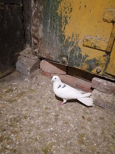 qizil qus: Ağ rəngli, boyun və kürək hissəsində qara naxışları olan göyərçin — 3