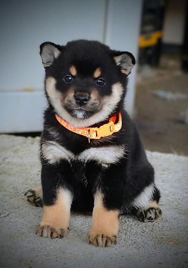 obuca ps: Odgajivačnica 'Kami's little fellows' predstavlja vrhunsko leglo Shiba — 7