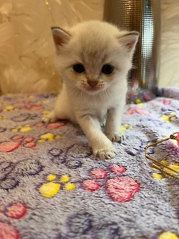 Кошки: Шиншилла, Самец, Самка, В добрые руки, Самовывоз, Платная доставка — 1