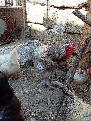 ucuz inek: Toyuq, Yumurtalıq, Ünvandan götürmə — 4