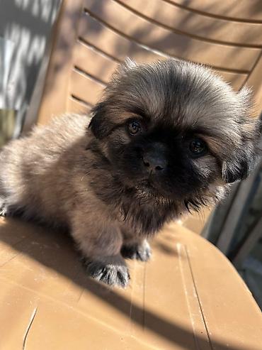 İtlər: Pekines, 3 ay, Erkək, Ünvandan götürmə — 1