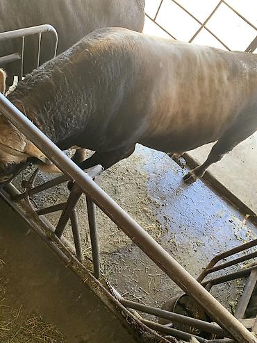 коровы алатау: Продаю | Бык (самец) | На откорм | Привязанные — 9