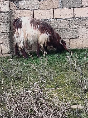 Keçilər, çəpişlər: Çəpiş keçi qoyun sürü və ya tək tək satram. Qiymet ferqlidirMəhsul — 19