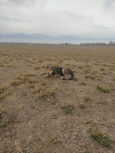 акустические системы newrixing колонка в виде собак: 8 айлык, Эркек, Эмделген
