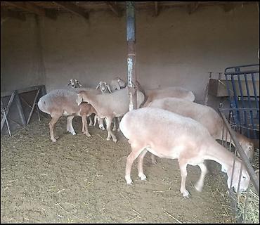 Баран, овца: Продаю | Овца (самка) | Полукровка | Для разведения | Матка — 4
