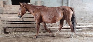 Лошади, кони: Продаю | Кобыла (самка) | Рабочий — 2