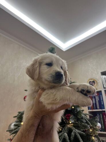 İtlər: Retriever, 2 ay — 10