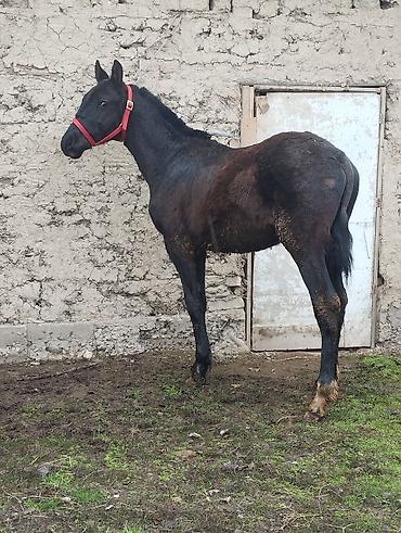 Лошади, кони: Продаю | Жеребец | Полукровка | Рабочий — 5