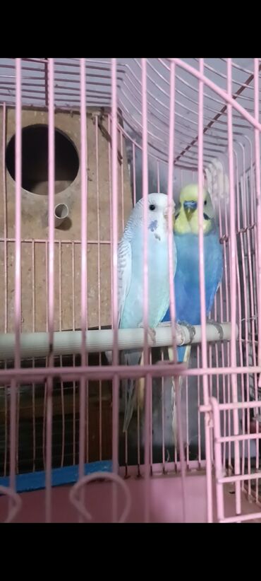 Tutuquşları: Salam hazir cut 2 defe bala almisam kocle baxli satiram hazir cut — 9