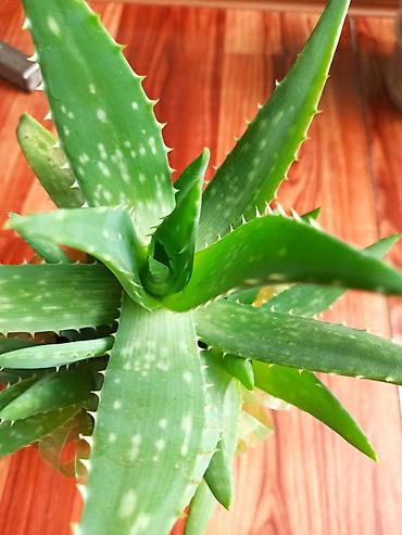 прокол земли: Алоэ вера (Aloe vera) в горшке, возраст 2 года. Цена 300 сом - — 2