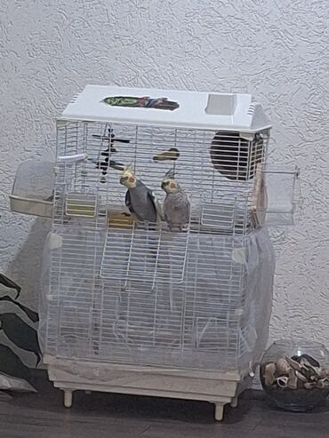 Ptice: Prodajem 2 prelepe nimfe (Normal gray i Pearl) sa velikim kavezom i na lalafo.rs — 4 Ptice: Prodajem 2 prelepe nimfe (Normal gray i Pearl) sa velikim kavezom i — 4