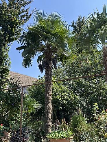 kohnə xalcalar: Məhsul: Bağ üçün dekorativ palma ağacı (Trachycarpus fortunei – — 1