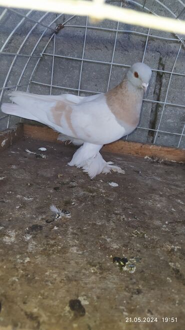 продам суточных цыплят: Продаю молодая голубка игра лёт 💯 ноги хорошие поломанные