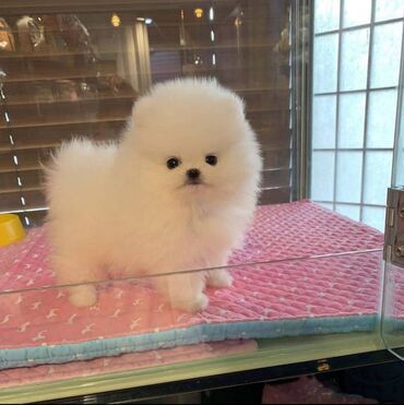 Штенци померанског паса за смештај Нудимо на продају симпатичну, расну