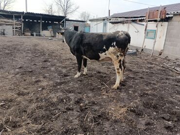 Коровы, быки: Продаю | Корова (самка) | Для молока | После отела — 8