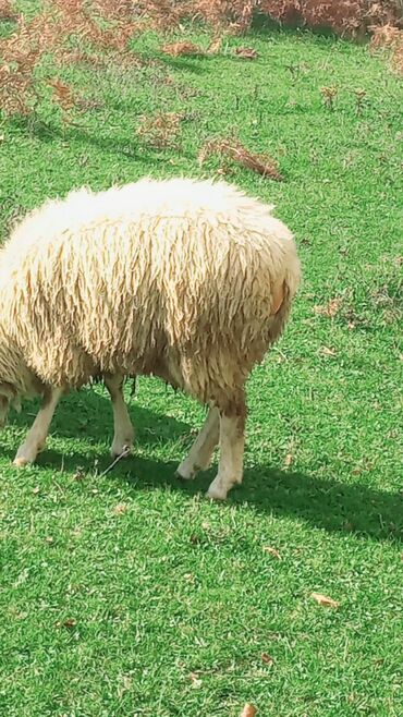 Quzu: Quzu, Erkək, ay: 7, 26 kq, Ətlik, Ünvandan götürmə — 10