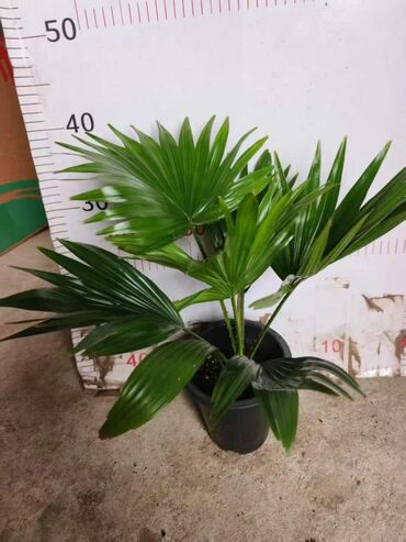 Другие комнатные растения: Предлагаются различные комнатные растения в горшках. В наличии кротоны — 16