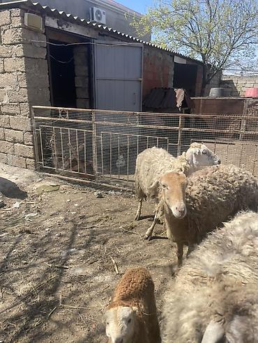 Qoyunlar, qoçlar: Qoyun və Keçi — təsərrüfat heyvanları - Növ: yerli qoyunlar və uzun — 18