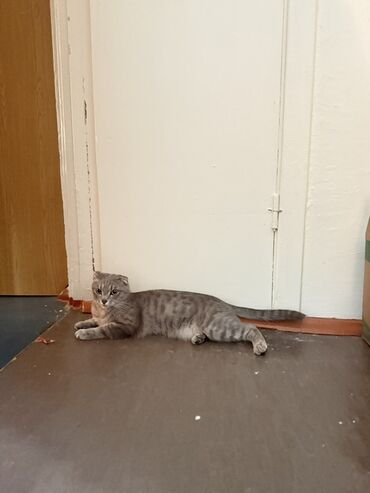 продам домик для кошки: Кошка даром: Скотиш Фолд (Шотландская вислоухая), 3 года, Девочка, Метис, Приучена к лотку, Проглистована